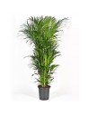Howea forsteriana – Palmier Kentia