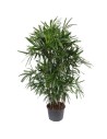 Rhapis excelsa – Palmier bambou