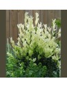 EUONYMUS japonicus EXTRAVAGANZA - Fusain du Japon EXTRAVAGANZA