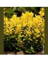 EUONYMUS japonicus 'Happiness' - Fusain du Japon Happiness