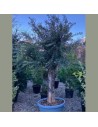 Olea europaea - Olivier n° 21
