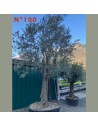 Olea europaea - Toscano C600L -  N°100