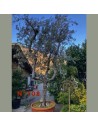 Olea europaea - Vieux tronc N°108