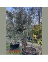 Olea europaea - Vieux tronc C90 N°105