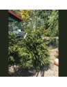 Picea orientalis - Epicéa d'Orient