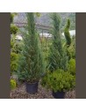 Juniperus virginia 'Blue Arrow' - Genévrier de Virginie