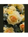 Rosa 'Hansestadt Rostock' - Rosier