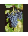 Vitis vinifera 'Early Muscat' - Vigne
