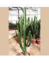 Euphorbia erytrea