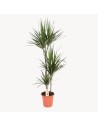 Dracaena marginata