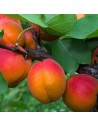 Prunus armeniaca 'Orangered' - Abricotier