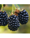 Rubus fruticosus ‘Dima’ - Mûrier