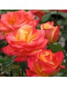 Rosa 'Mein Munchen' - Rosier