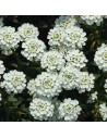 Iberis sempervirens 'Snowsurfer' - Corbeille d'argent, thlaspi