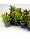 Celosia argentea - Célosie argentée.