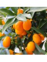 Citrus fortunella 'Margarita' - Kumquat