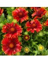 Gaillardia aristata spintop "Red" - Gaillarde