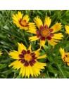 Coreopsis grandiflora - Oeil de jeune fille