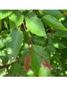 Carpinus × schuschaensis- Charmille