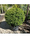 Ilex crenata boule - Houx crénelé boule