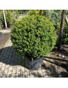 Ilex crenata boule - Houx crénelé boule