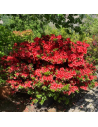 Azalea japonica 'Buccaneer' - Azalée du Japon