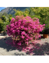 Azalea japonica 'Purple Splendor' - Azalée japonaise