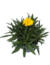 Coreopsis grandiflora ´Solena’ - œillet de jeune fille