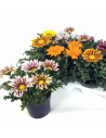 Gazania hybride - Gazanie