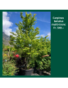 Carpinus betulus - Charmille, Charme