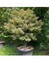 Ilex aquifolium 'Aureomarginata' - Houx