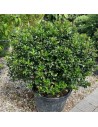 Ilex meserveae ´Blue Angel’ - Houx