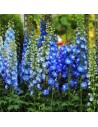 Delphinium hybride – Pied-d’alouette