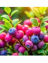 Vaccinium corymbosum 'Pink Berry' – Myrtillier rose