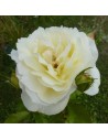 Rosa 'Elfe' - Rosier grimpant
