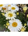 Leucanthemum maximum - Grande marguerite
