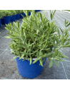 Lavandula angustifolia 'Hidcote' - Lavande
