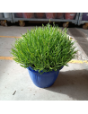 Lavandula angustifolia 'Hidcote' - Lavande