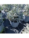 Lavandula angustifolia - Lavande