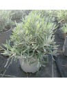 Lavandula angustifolia - Lavande