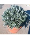 Lavandula angustifolia - Lavande