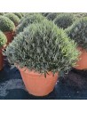 Lavandula angustifolia - Lavande