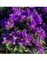 Campanile glomerata ´Superba’ - campanule agglomérée