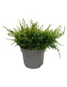Juniperus squamata 'Holger' - Genévrier