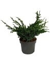 Juniperus Squamata 'Meyeri’ - Genévrier