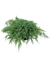 Juniperus squamata ´Blue Carpet’ - Genévrier