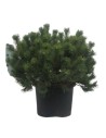 Pinus mugo 'Mughus' - Pin de montagne