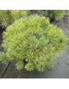Pinus mugo 'Mughus' - Pin de montagne
