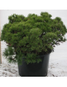 Pinus mugo 'Mops'