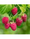 Rubus idaeus ´Malling Promise,